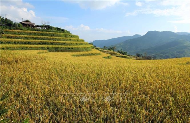 Màu vàng rực rỡ của ruộng lúa tại bản Dền Thàng, xã biên giới Dào San báo hiệu một mùa vàng bội thu thể hiện cuộc sống ấm no cho các dân tộc nơi đây