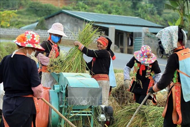 Người dân tất bật tranh thủ thời tiết thuận lợi để thu hoạch lúa đưa về nhà