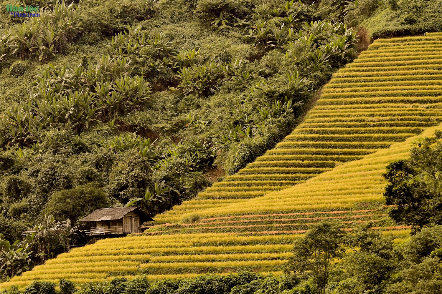 Những triền ruộng bậc thang đang vào độ chín, báo hiệu một “mùa vàng” ấm no đang hiện hữu nơi rẻo cao Lai Châu