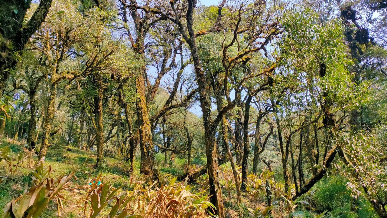Những cây chè cổ thụ hàng trăm năm tuổi trên núi Phàn Liên San (ảnh: Trần Chính)