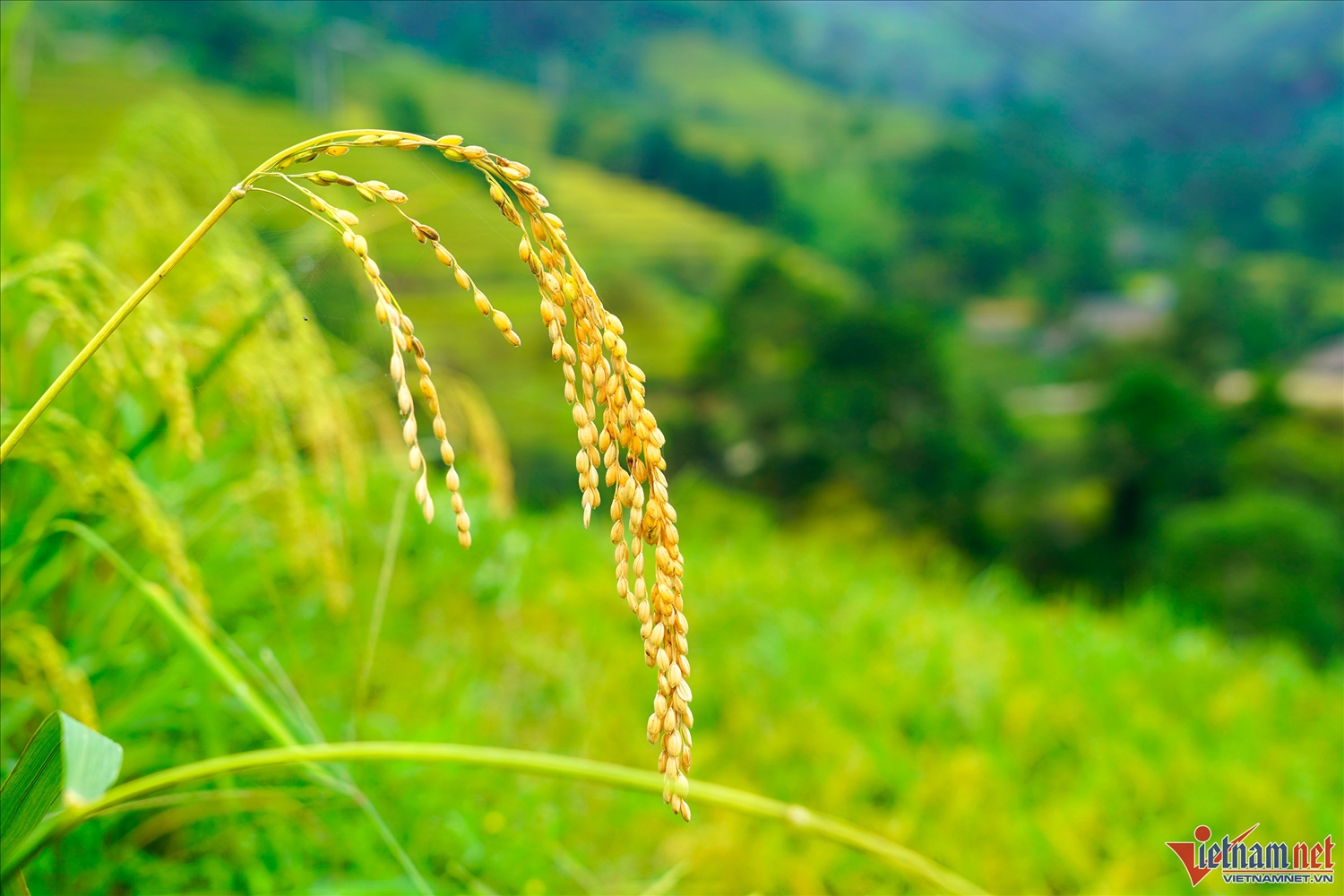 Lúa đã chín đến độ được thu hoạch, bông lúa trĩu hạt hứa hẹn một vụ mùa bội thu cho bà con người Dao ở Xà Phìn