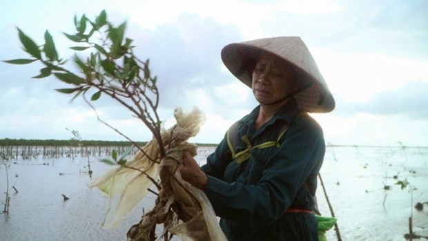 Một cảnh cắt từ phim ''Bám rễ'' về những người phụ nữ gieo mầm cho ''lá chắn'' chống bão tại xã Thụy Hải, Thái Bình. (Ảnh: Màn ảnh xanh)