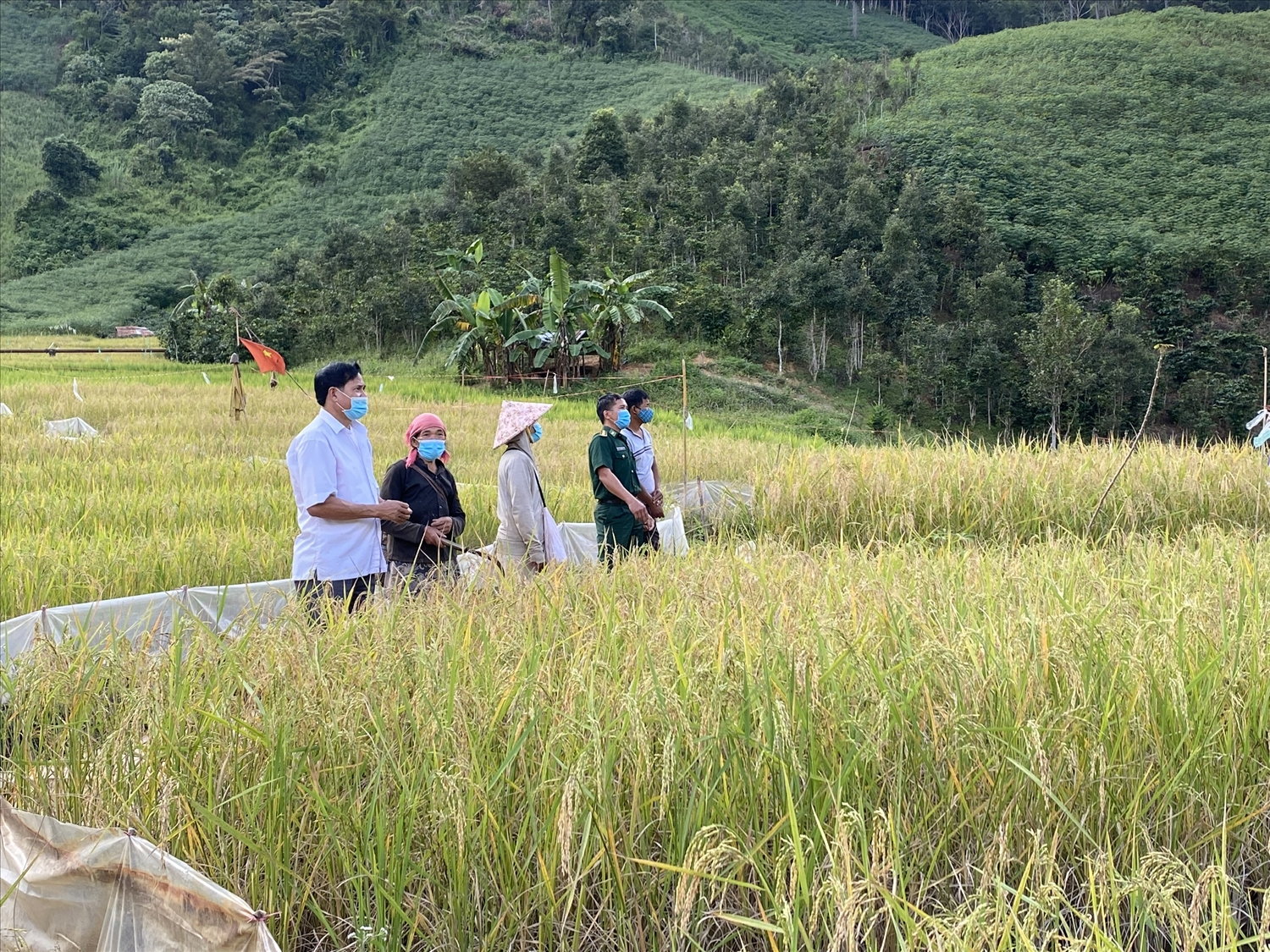 Cán bộ xã Đăk Nhoong hướng dẫn nhân dân chăm sóc cây lúa nước. 