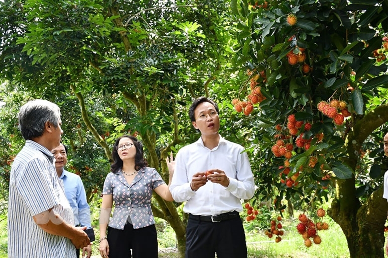 Chôm chôm huyện Chợ Lách là một trong những sản phẩm tham gia liên kết sản xuất, mang lại lợi nhuận cao cho người nông dân (Ảnh: Hương Thu).
