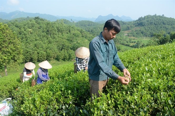 Nhiều HTX trên địa bàn tỉnh Tuyên Quang đã chuyển sang sản xuất chè hữu cơ với giá bán đạt 600.000/kg