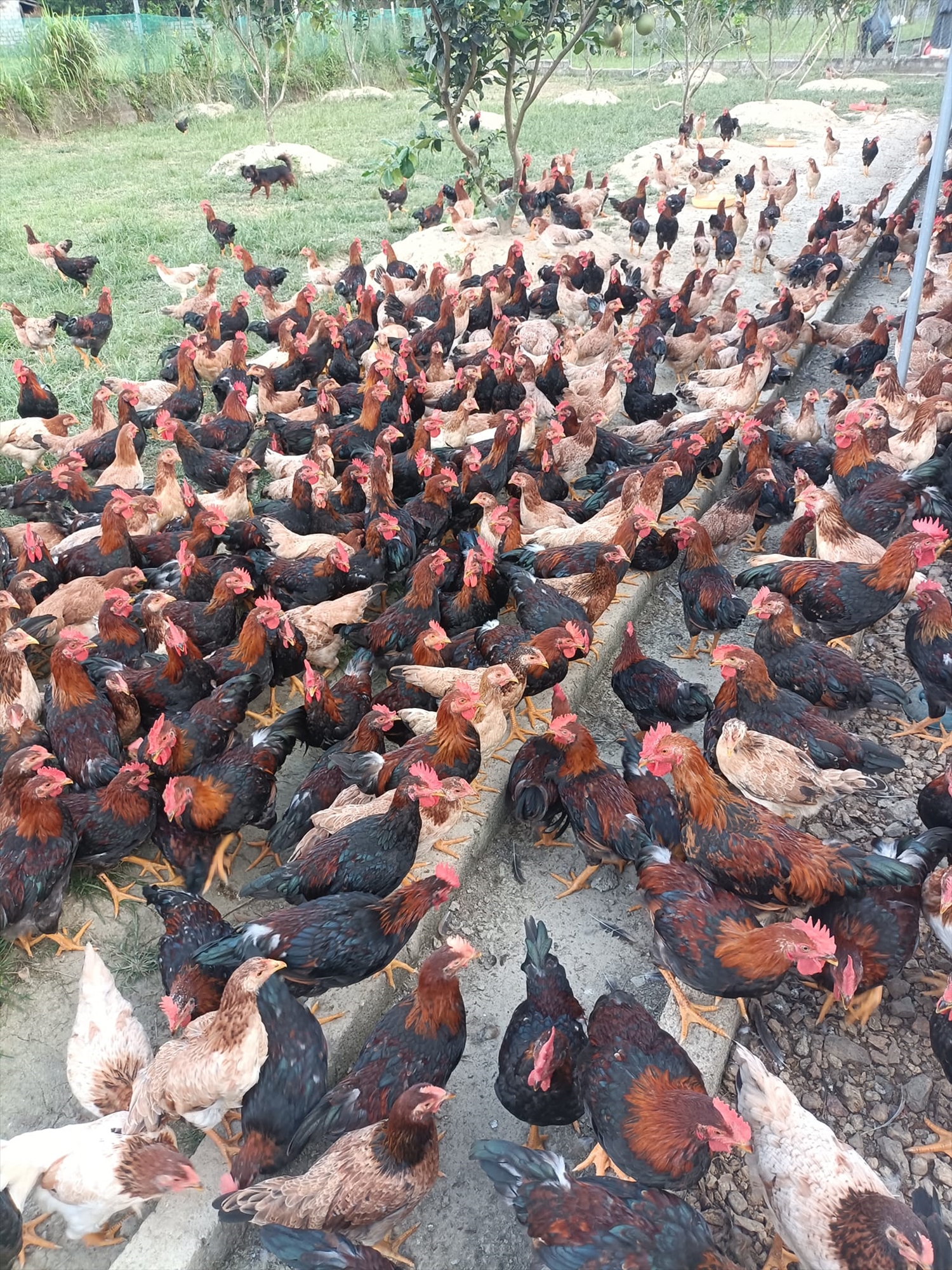 Mô hình chăn nuôi gà sạch theo tiêu chuẩn VietGAP của anh Quách Văn Bộ mang lại hiệu quả kinh tế cao