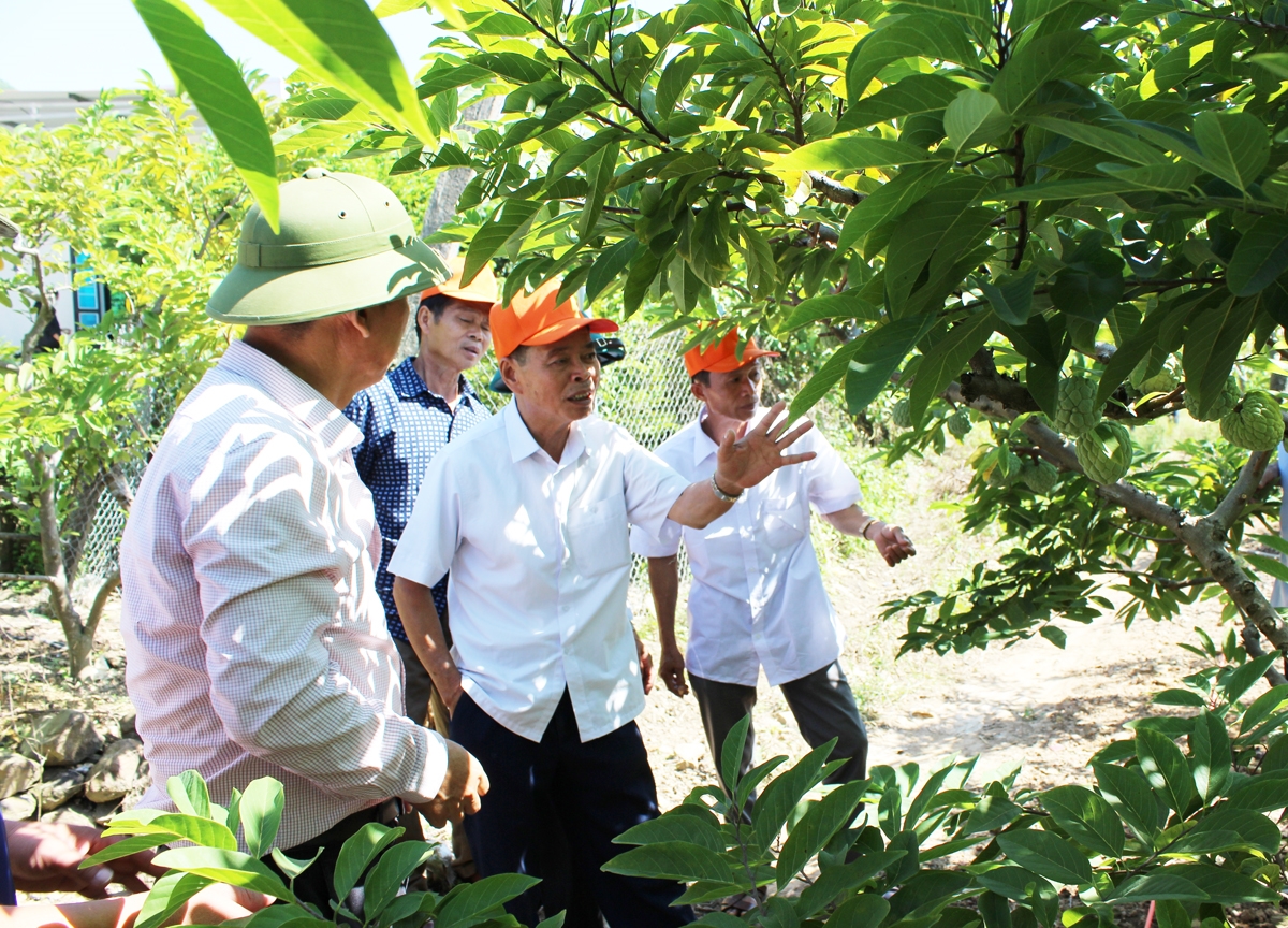 Đoàn đại biểu thăm quan mô hình trồng na dai tại thôn Suối Ván, xã Nghĩa Phương