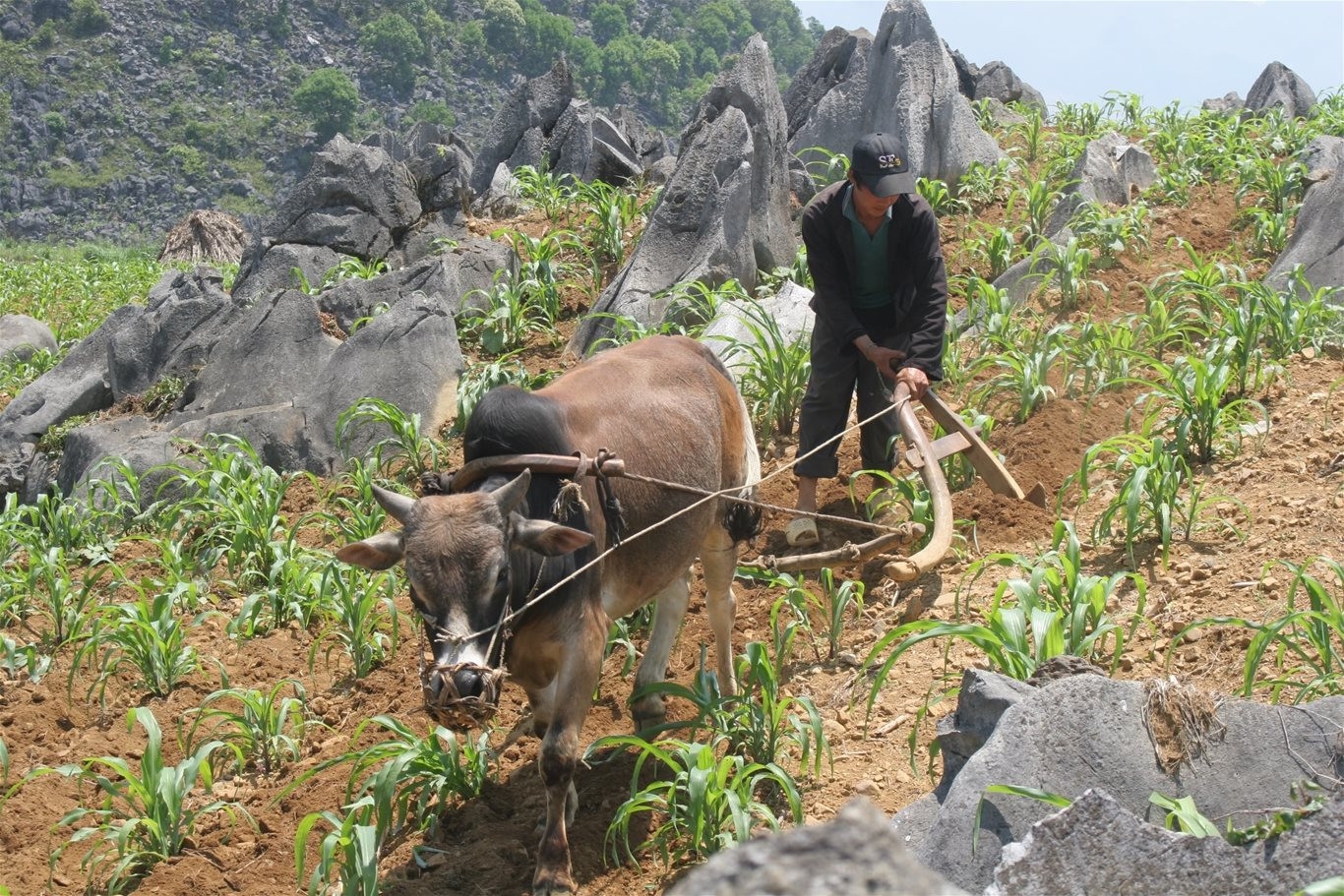 Giai đoạn 2006 – 2010, Chương trình 135 đã hỗ trợ 119.437 con gia súc cho hộ DTTS nghèo ở các xã đặc biệt khó khăn