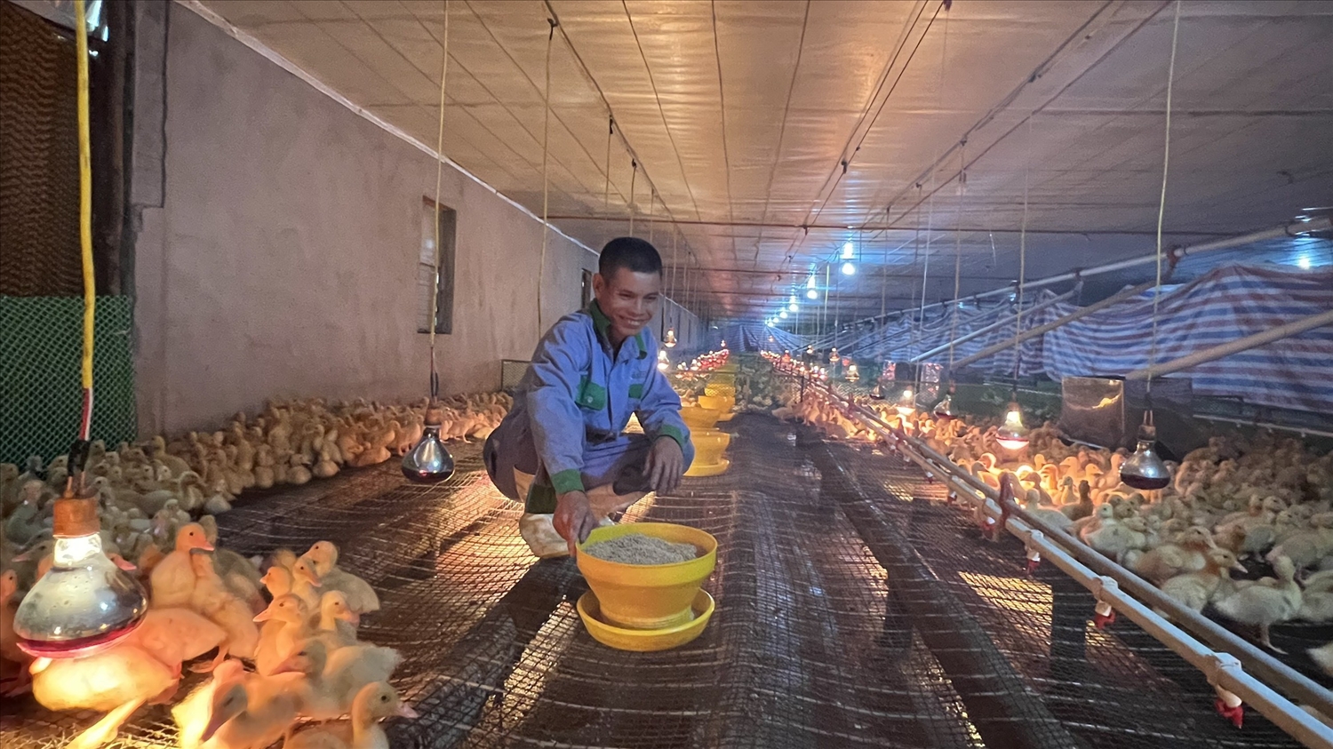 Nông dân huyện Thanh Chương thực hiện mô hình nuôi vịt công nghệ cao.