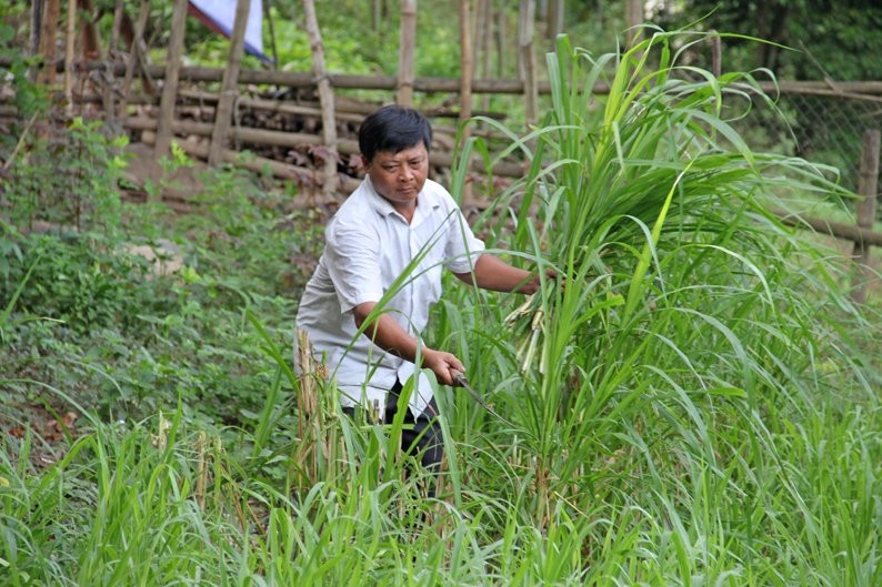 Nông dân huyện Tương Dương tận dụng cỏ voi trồng ở sườn đồi làm thức ăn cho trâu, bò.