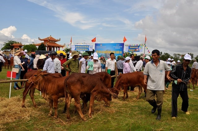 Ủy ban MTTQ tỉnh Quảng Bình trao tặng bò giống hỗ trợ hộ nghèo vùng thiên tai