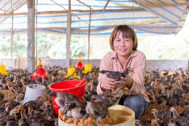 Phụ nữ Yên Bái được vay vốn để chăn nuôi gà. (Ảnh: Kiều Trang)