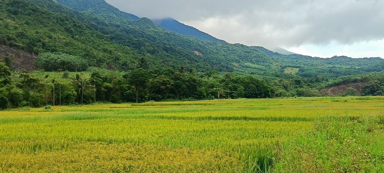 Sản xuất ruộng nước ở xã Hướng Sơn đảm bảo nguồn lương thực tại chỗ cho người dân