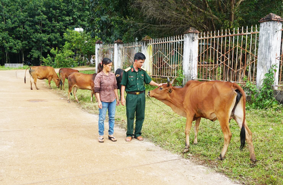 Nhiều hộ dân trên địa bàn xã mạnh dạn vay vốn để chăn nuôi bò. (Ảnh: VT)