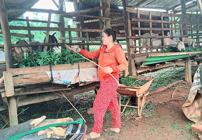 Bà Tồng Thị Trừ (dân tộc Chơ Ro) hội viên phụ nữ xã Bàu Lâm chăm sóc đàn dê của gia đình