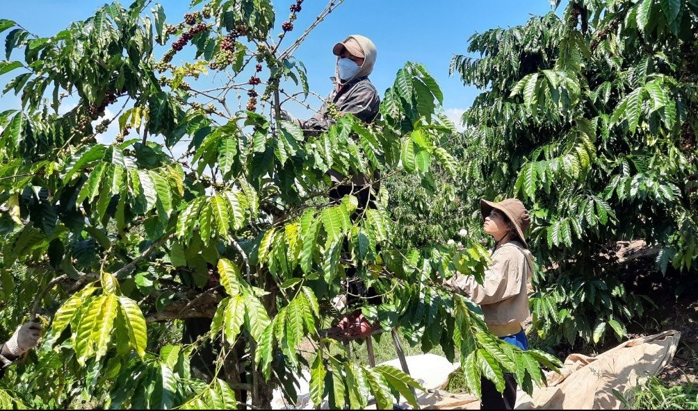 Đồng bào Mnông xã Đắk Phơi bước vào mùa thu hoạch cà phê