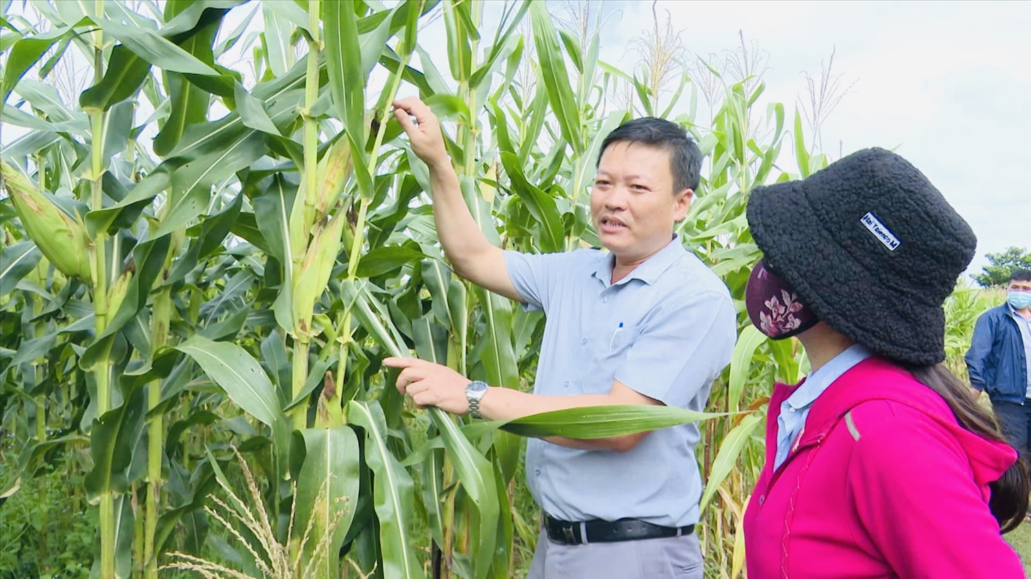 Mô hình trồng bắp mỹ ở xã Ayun (huyện Chư Sê, Gia Lai) bước đầu đã mang lại hiệu quả kinh tế cho người dân