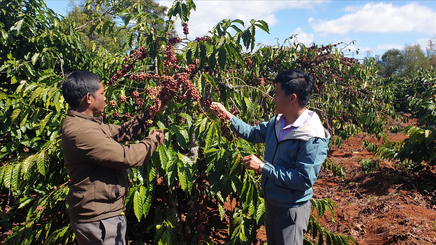 Mô hình trồng cà phê áp dụng công nghệ ở huyện Chư Sê, tỉnh Gia Lai