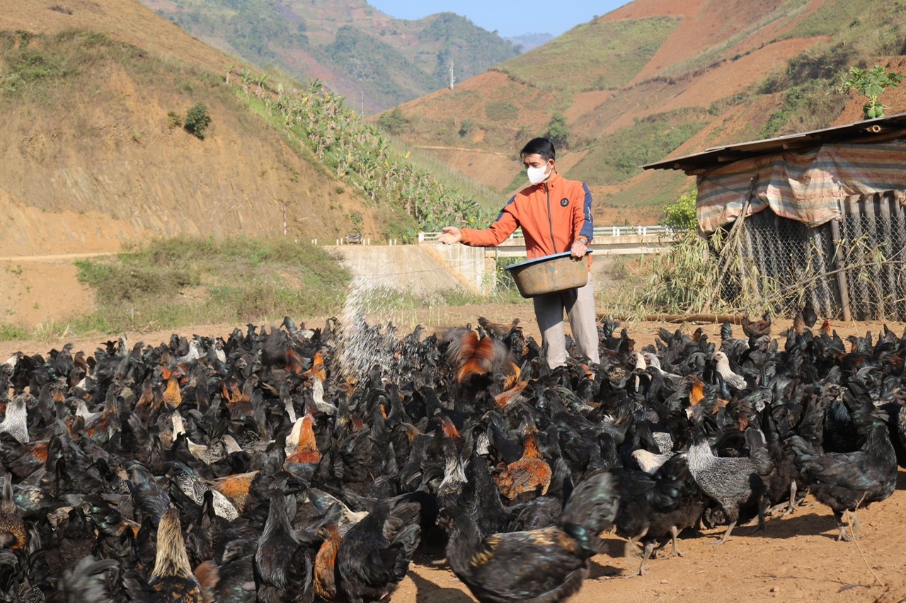 Mô hình nuôi gà đen thuần chủng của anh Lò Văn Phước, bản Nà Hem, xã É Tòng, huyện Thuận Châu, tỉnh Sơn La