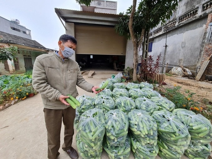 Mô hình liên kết chuỗi sản xuất - tiêu thụ dưa chuột tại Tuyên Quang đã giúp cải thiện đáng kể thu nhập của nông dân