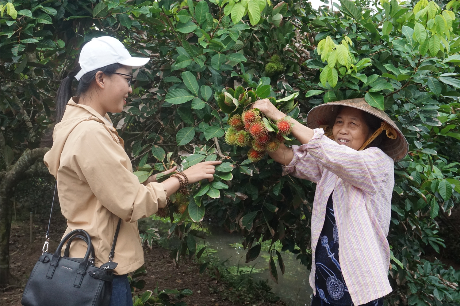Du khách tham quan vườn trái cây ở cù lao An Bình