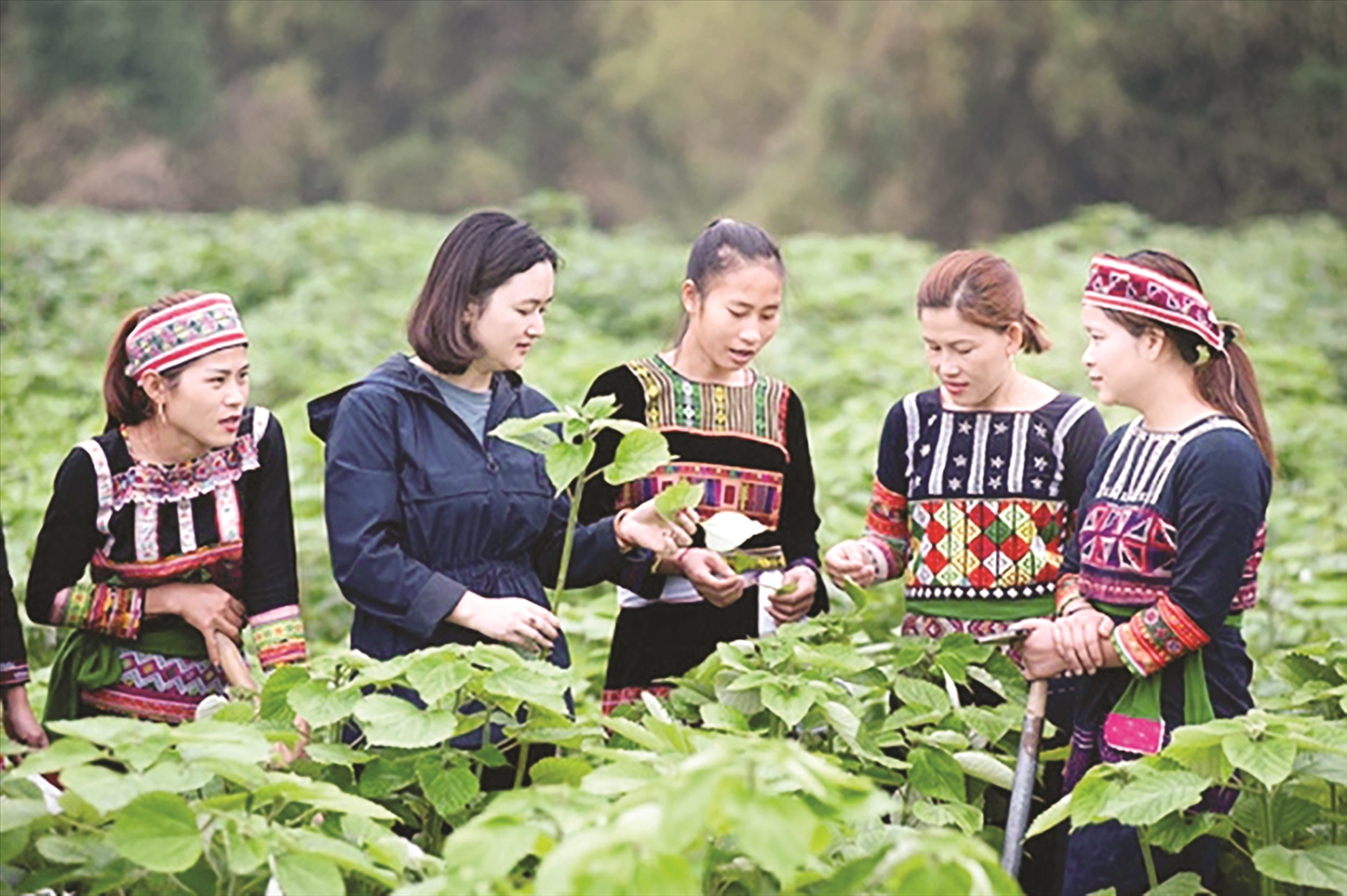 Phụ nữ làm chủ chuỗi giá trị cây gai xanh tại thôn Đồng Vệ, xã Chiềng Ken, Văn Bàn, Lào Cai. Ảnh: LĐXH