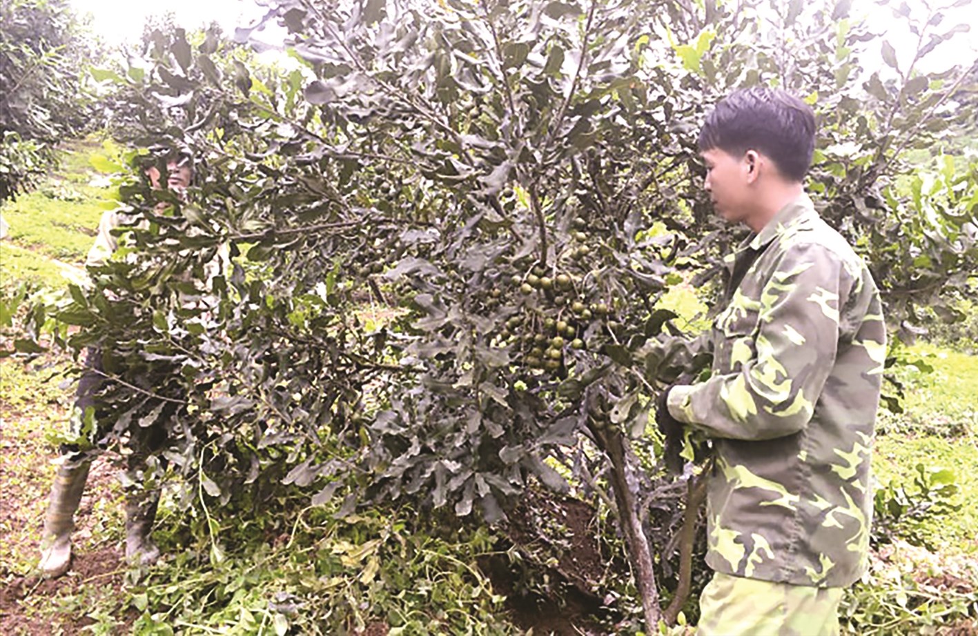 Người dân huyện Tuần Giáo chăm sóc cây mắc ca. Ảnh TL