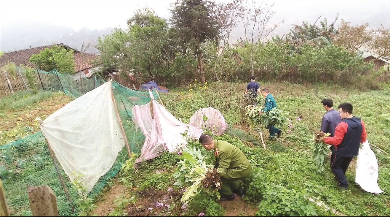 Công an huyện Bảo Lạc phối hợp với các đơn vị chức năng phá bỏ hàng nghìn cây thuốc phiện