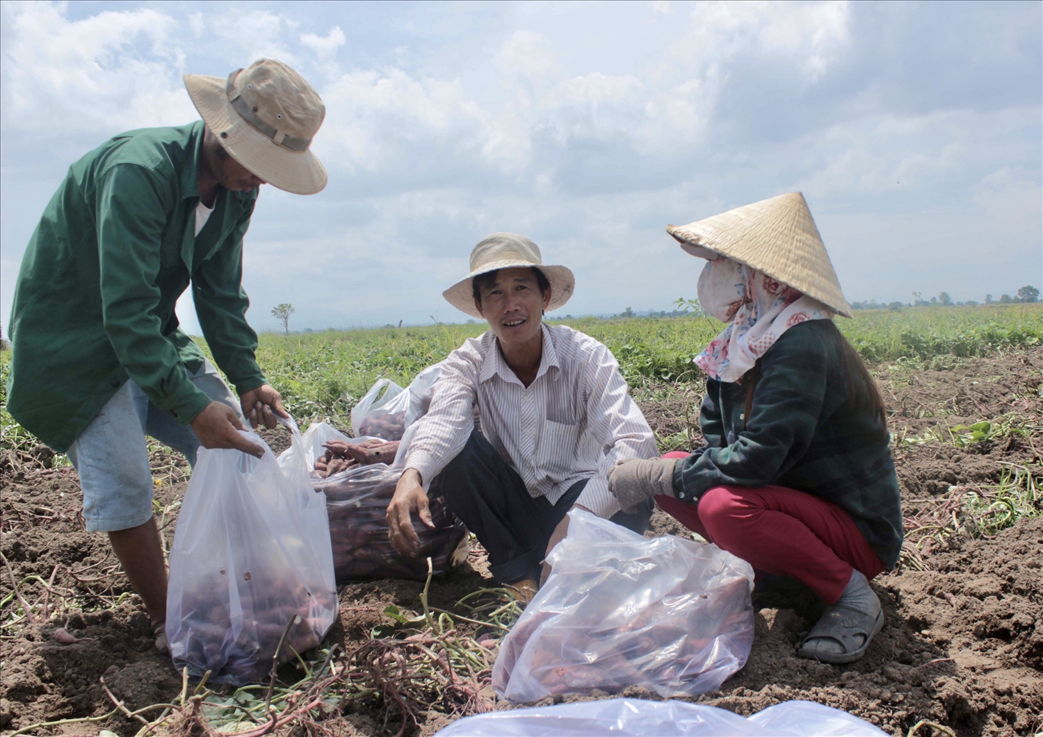Người dân xã Chư A Thai, huyện Phú Thiện thu hoạch khoai lang