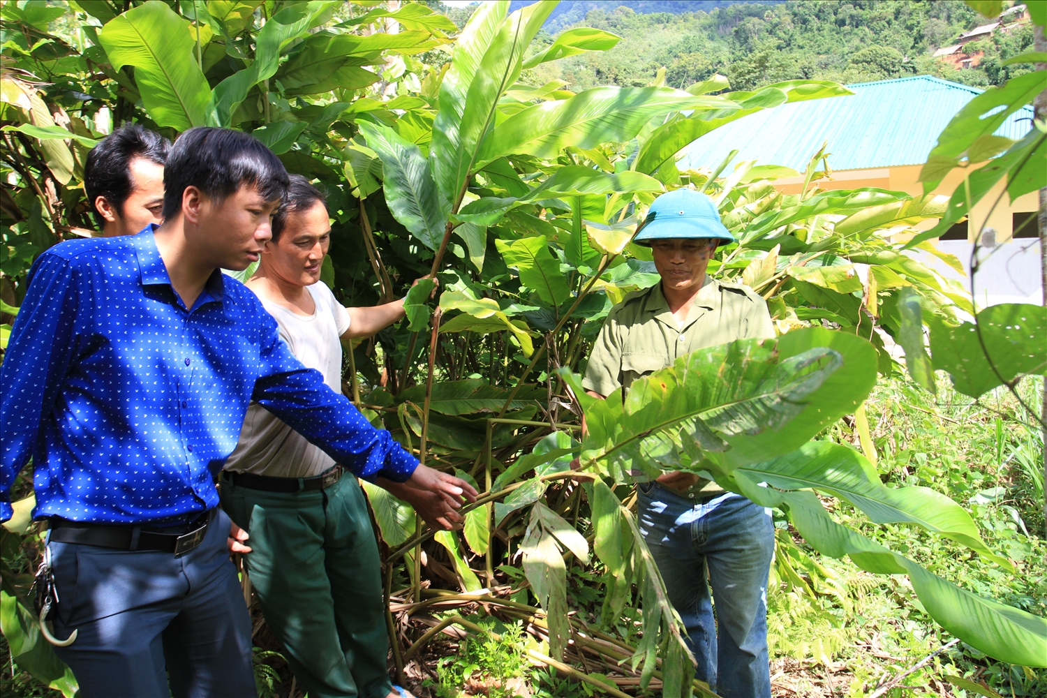 Ông Lê Hồng Thái, Bí thư Đảng ủy kiểm tra mô hình trồng cây bo bo