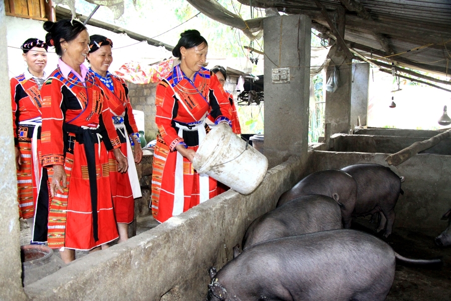Ở thôn Đồng Tiến, xã xã Yên Thành, huyện Quang Bình, sau khi bán lợn, mỗi hộ đều đóng góp từ 10 - 20 nghìn đồng để gây quỹ động viên, khen thưởng cho các thành viên chăn nuôi