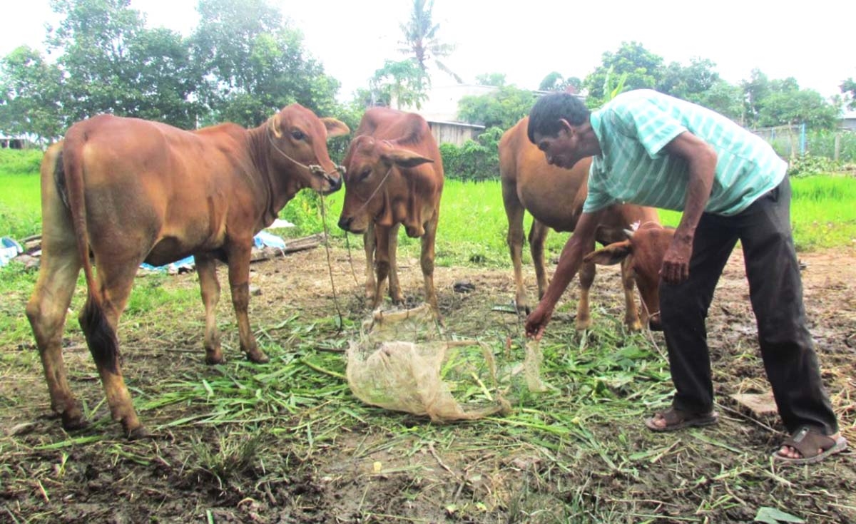 Mô hình nuôi bò vỗ béo giúp bà con ở huyện Tân Phú có thu nhập ổn định, vươn lên thoát nghèo