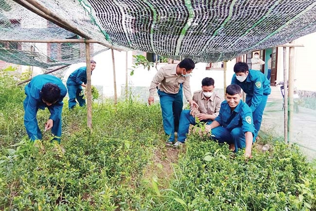 Dân quân xã Hương Hữu giúp người dân cải tạo vườn tược, trồng cây ăn quả, phát triển kinh tế gia đình