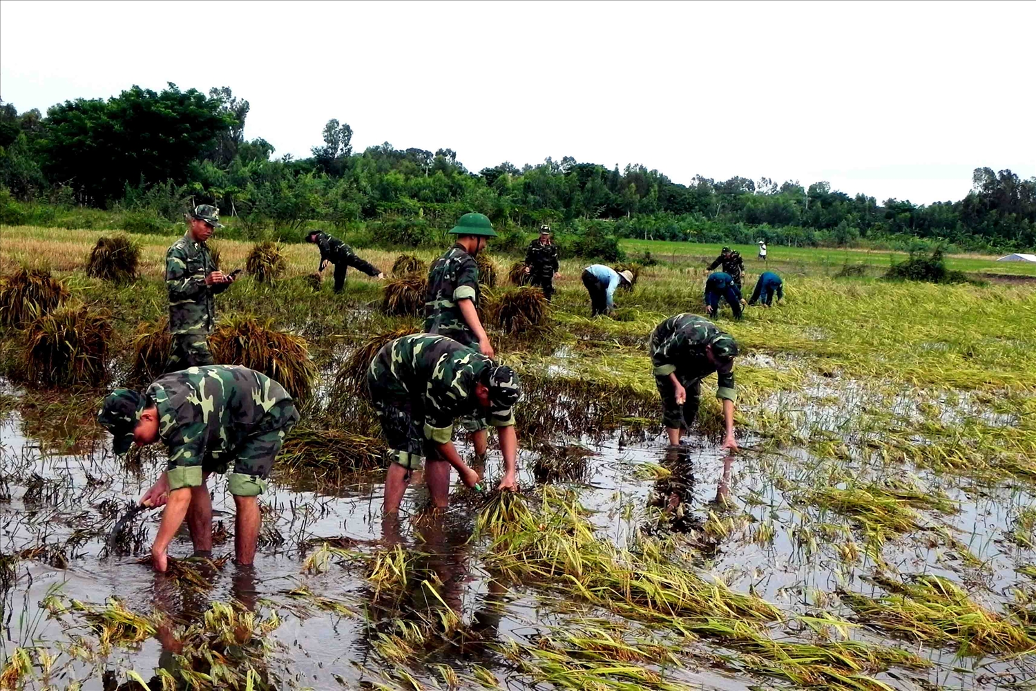 Cán bộ, chiến sĩ Đồn Biên phòng cửa khẩu quốc tế Vĩnh Xương giúp dân gặt lúa bị ngập úng.