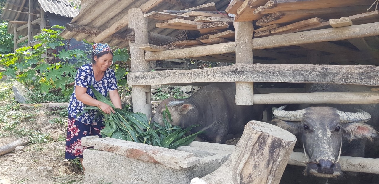 Phụ nữ dân tộc Mông ở huyện Võ Nhai phát triển kinh tế nhờ chăn nuôi trâu, bò. (Ảnh: Ban Dân tộc Thái Nguyên)