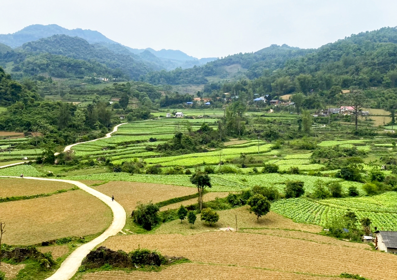 Huyện Ngân Sơn đã phân vùng trồng trọt và chăn nuôi theo điều kiện thổ nhưỡng thuận lợi của từng vùng để phát triển ổn định lâu dài, khai thác tiềm năng thế mạnh hiệu quả