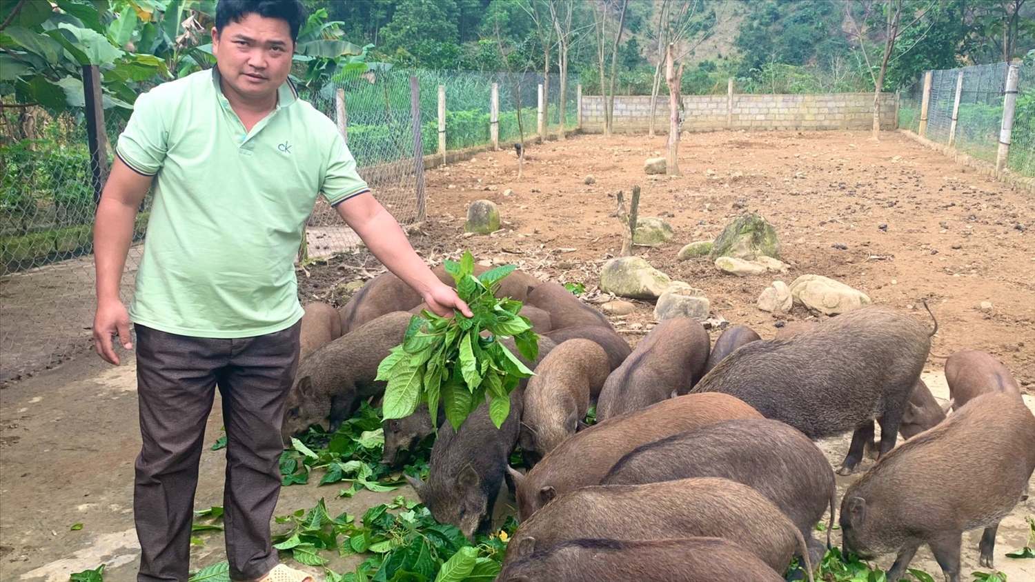  Với quy mô nuôi 50 con lợn rừng, gia đình anh Đinh Minh Thân người Chứt ở xã Hóa Sơn (Minh Hóa, Quảng Bình) có thu nhập trên 100 triệu đồng năm