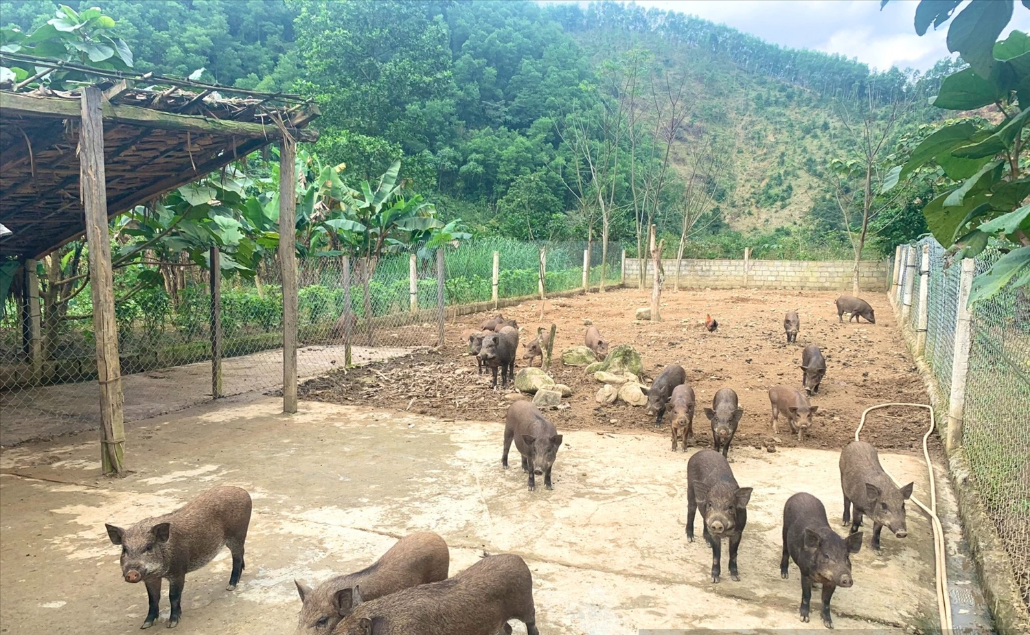 Hiện toàn xã Hóa Sơn có 50 mô hình nuôi lợn rừng số lượng lớn