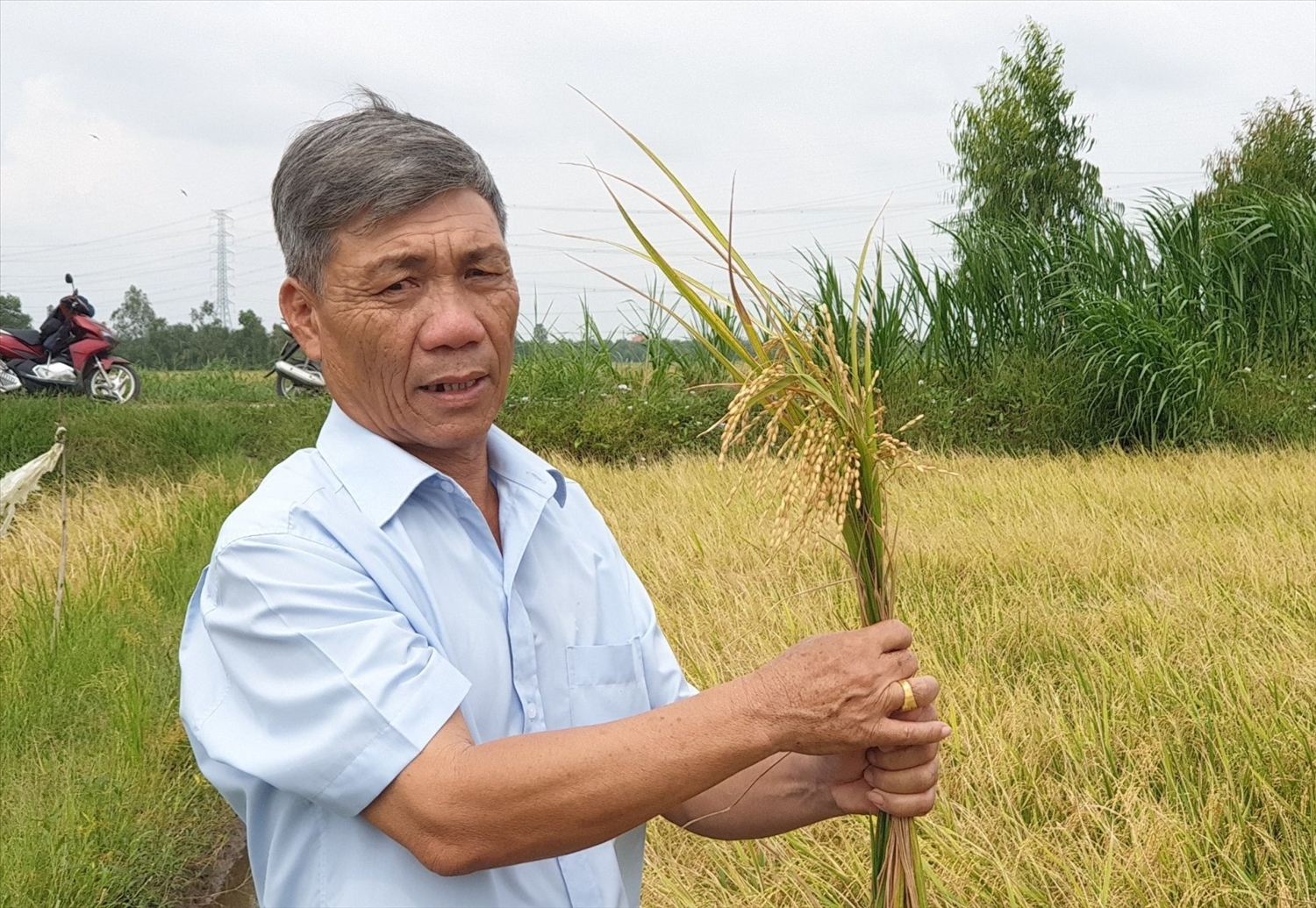 Nông dân xã Mỹ Chánh, huyện Châu Thành kỳ vọng nâng cao thu nhập từ trồng lúa chất lượng cao 