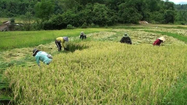 Đồng bào các dân tộc huyện Nậm Pồ thu hoạch lúa vụ hè thu năm 2022.