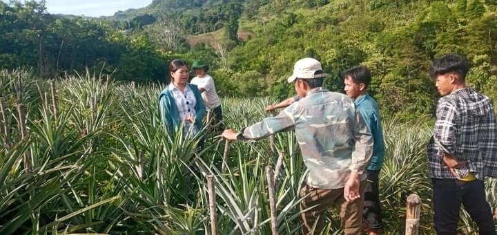 Trung tâm dịch vụ nông nghiệp huyện Nậm Pồ hướng dẫn người dân bản Nậm Chua 2- xã Nậm Chua chăm sóc mở rộng diện tích trồng dứa.