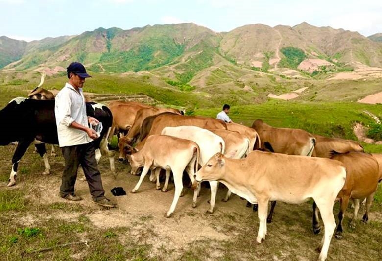 Mô hình chăn nuôi bò điển hình của hộ gia đình ông Hồ Chử Vàng, Bản Đệ Tinh 2, xã Phìn Hồ, huyện Nậm Pồ.