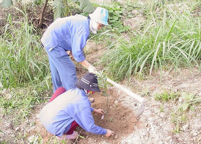 Đồng bào DTTS huyện Cam Lộ (Quảng Trị) trồng cây ăn quả trên vùng gò đồi được giao khoán