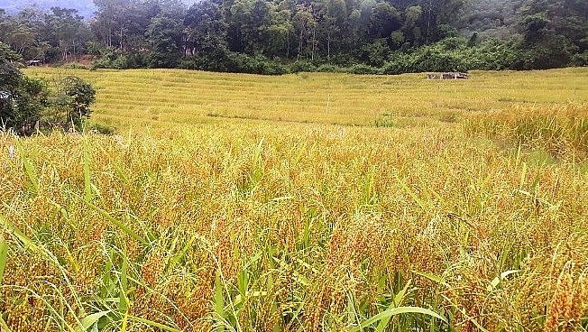 Cánh đồng lúa nếp Cay Nọi ở xã Quang Chiểu vào mùa thu hoạch 