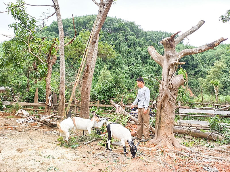 Mô hình nuôi dê của gia đình ông Hồ Văn Xanh ở thôn Xóm Mới, xã Vĩnh Ô
