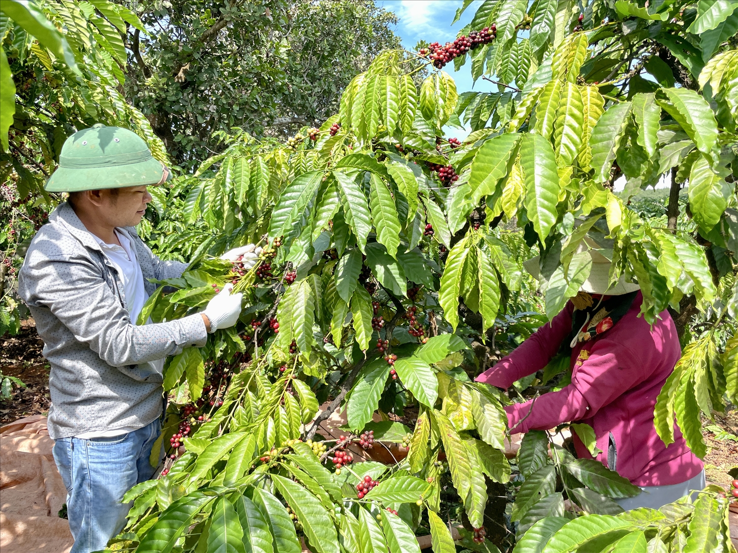 Khởi nghiệp năm 37 tuổi, anh Nguyễn Hân đã thành công trong việc đưa cà phê sạch về với làng nghèo ở xã Ia Lang (huyện Đức Cơ, Gia Lai)