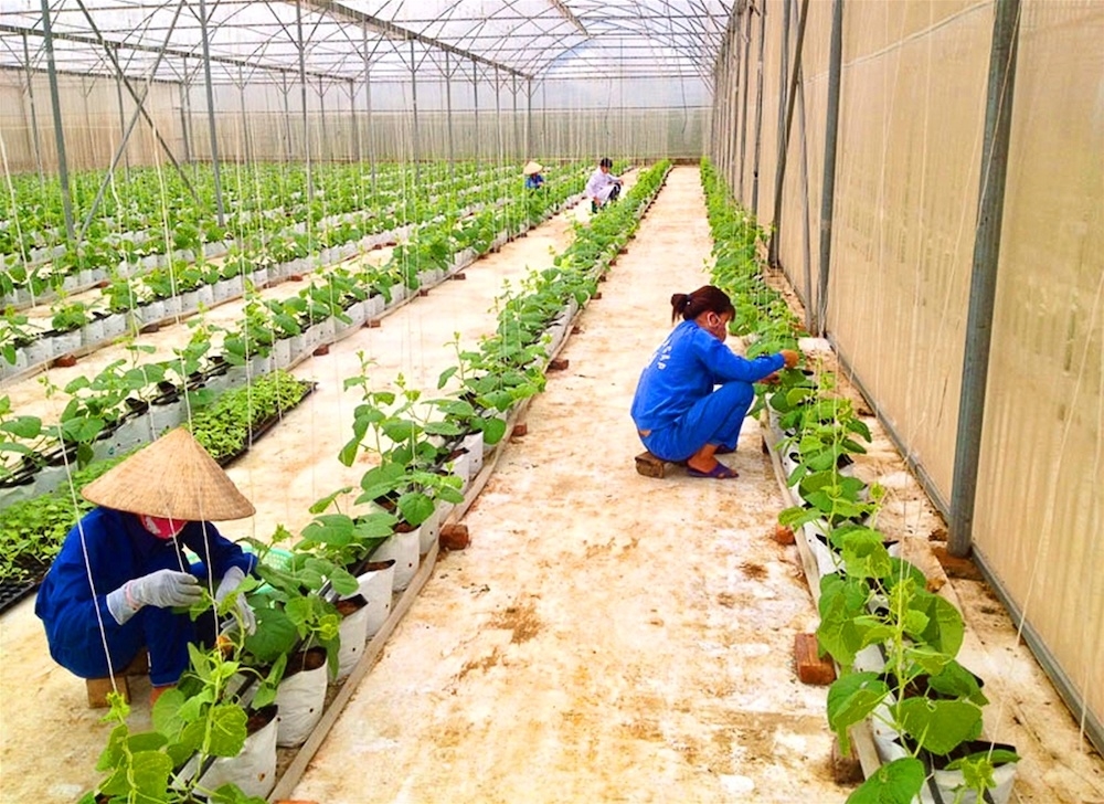 Làm rau hữu cơ bảo vệ sức khỏe là cách mà HTX Nông nghiệp Trại Sơn, xã Cao Sơn, huyện Lương Sơn đang triển khai