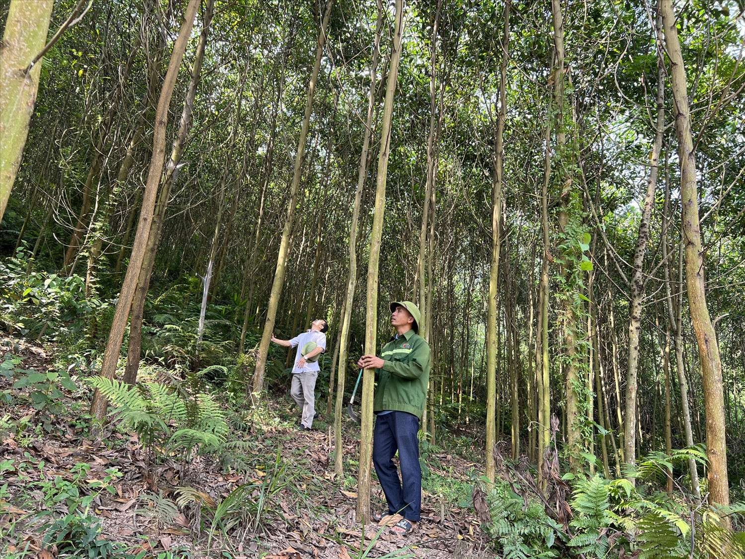 Trưởng thôn Sầm Văn Páo (người đội mũ) bên vườn rừng