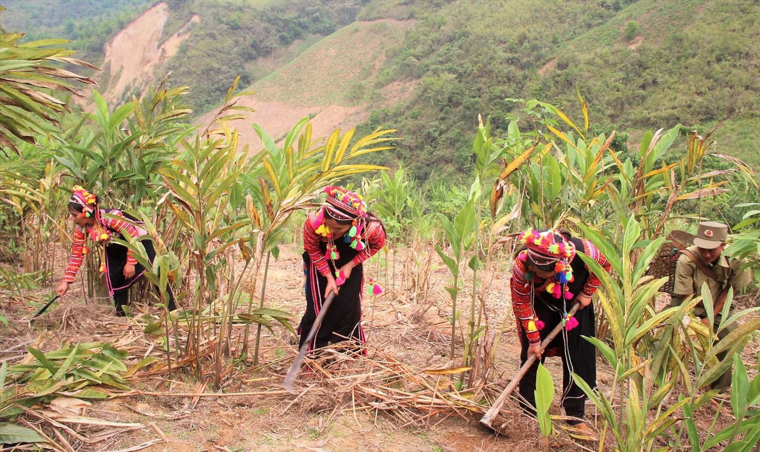 Xã Thu Lũm tiếp tục đẩy mạnh vận động, hỗ trợ bà con phát triển sản xuất theo hướng chuyển đổi cơ cấu cây trồng, vật nuôi nâng cao thu nhập, vươn lên thoát nghèo