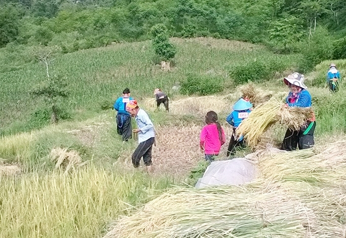 Đồng bào dân tộc Mông ở Mường lát thu hoạch lúa